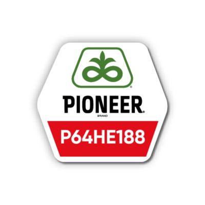 Соняшник Pioneer