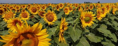 P64LP180coveragronomy1440