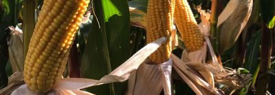 P7364_header_website_b