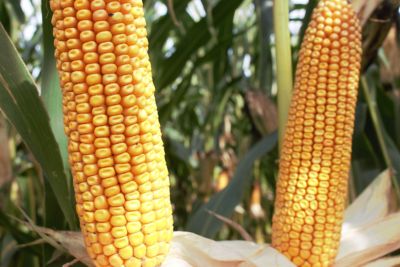 Video: Pioneer maisras P82.703