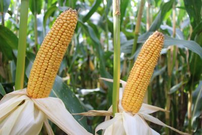 Pioneer maisras P83.224