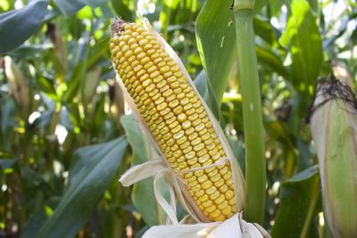 Pioneer maisras P8317