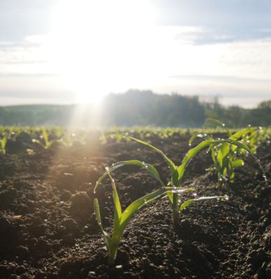 PIONEER_Mais_Jungpflanze_572x590px