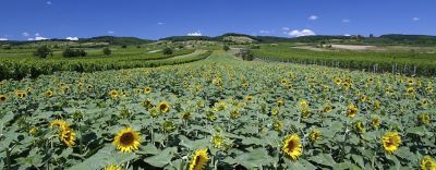 Versuchsergebnisse Sonnenblumen 2025