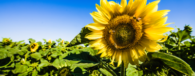 Sonnenblumen Saatgut 2025