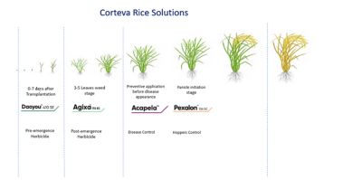 Rice Solutions