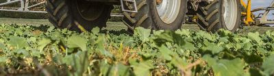 Sprayer in OSR field