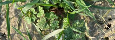 Pixxaro sterk op paarse dovenetel