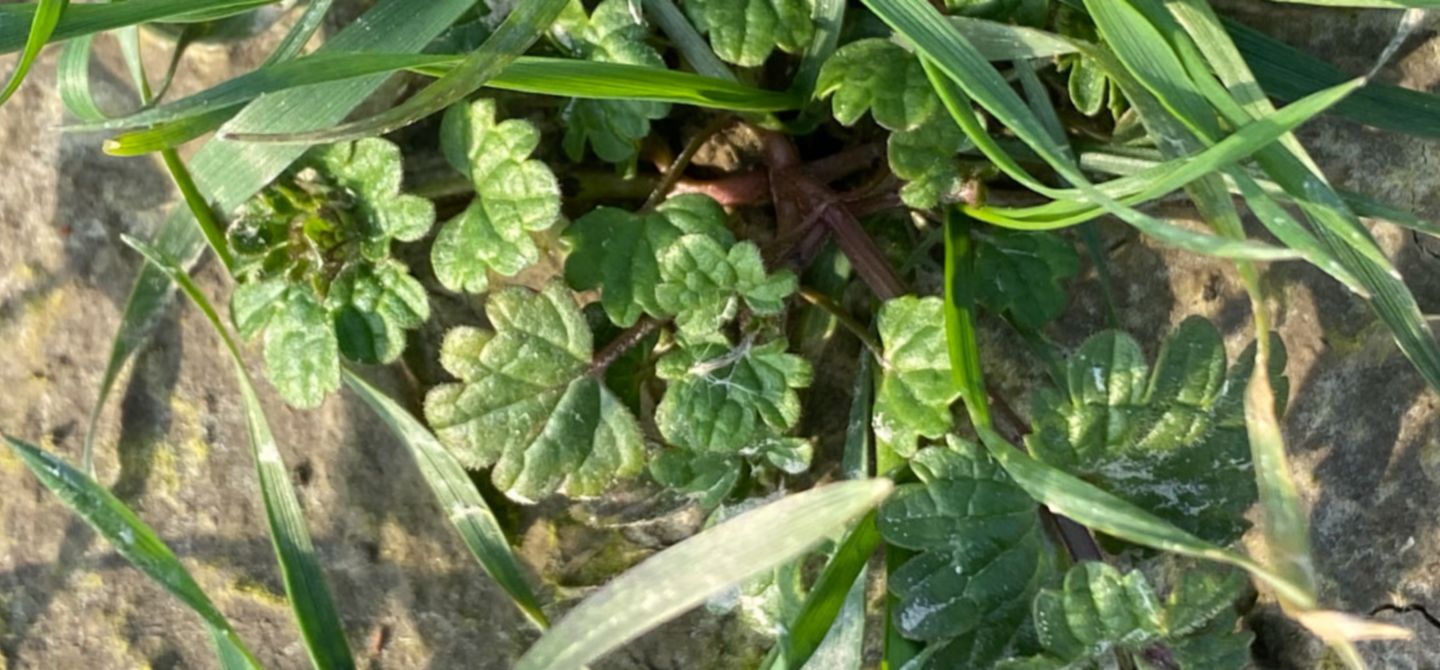 Pixxaro sterk op paarse dovenetel