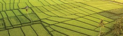 rice field drone shot