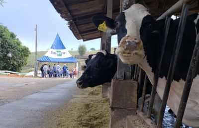 Inovações visam melhorar a qualidade da produção de leite.