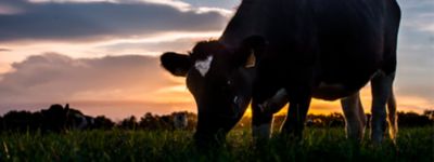 Conheça 6 avanços tecnológicos que revolucionaram a pecuária brasileira