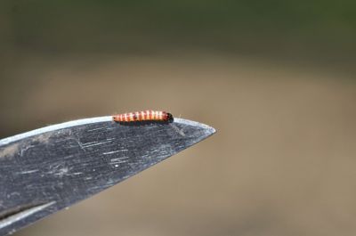 Image of peach twig borer on Tree Nut