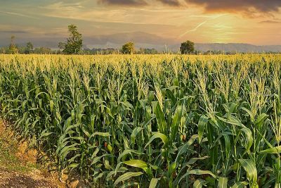 Crop Sustainability and Pest Control in Farming