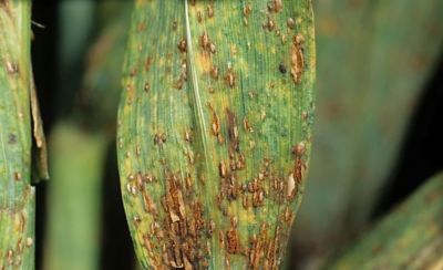 damaged leaf close up