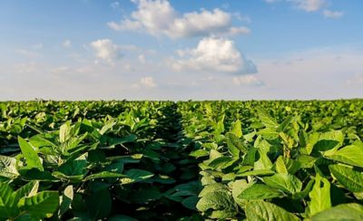 field rows green