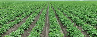 Phytophthora_advies_2024_header_web