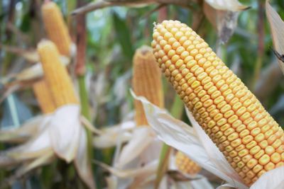 Proef Groeikracht II