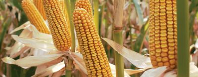 Pioneer-P8153-header