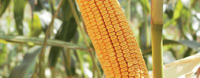 Pioneer P8861 header