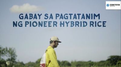 Gabay sa Pagtatanim ng Pioneer Hybrid Rice Seeds