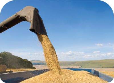 IMG-Seed-Characteristics-Image-ZA-V1