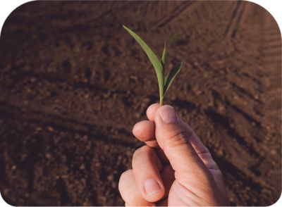 IMG-Pioneer-Agronomy-Image-ZA-V1