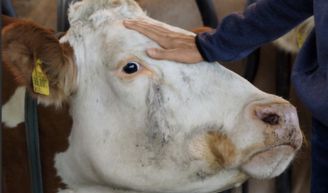 Pioneer Siliermittelbroschüre zum Download