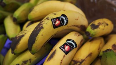 Plátanos de Canarias