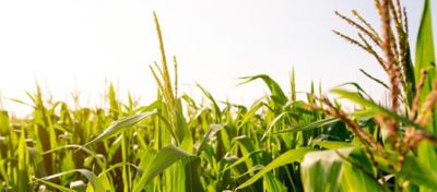 Protoginia e protandria em híbridos de milho