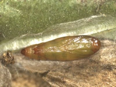 Pupa_donemi