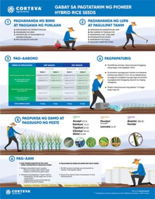 rice planting guide
