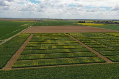 Raps PACTS Streifenversuche