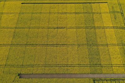 Raps PACTS Streifenversuche