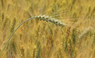 Related Content image Cereale insecticide Desktop 328 x 200