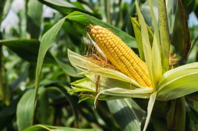 Resources_Maize_Spray_Calenda