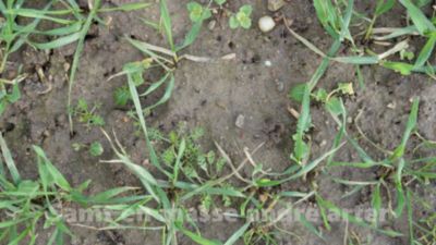 Rexade 440, ukrudtsbekæmpelse