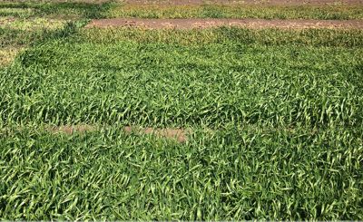 Rexade Mixing Partner