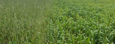 Effective control of St John’s Wort