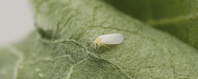Silverleaf Whitefly