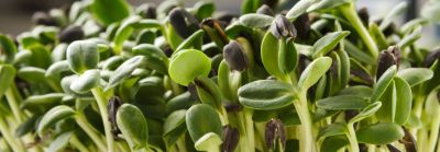 Plant Sciences Symposia