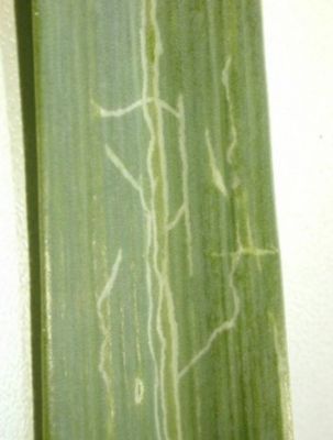 Schade door de mineervlieg