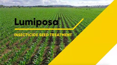 Lumiposa Corn At a Glance
