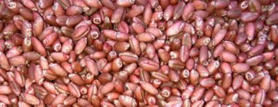 Bio-Forge Seed Treatment