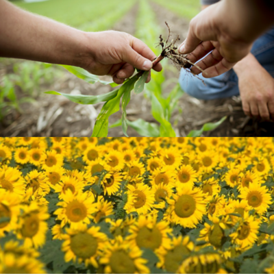 semExpert-mais-tournesol