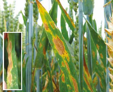 Septoria