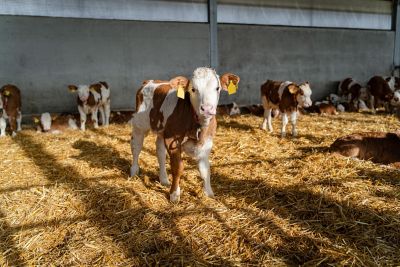 Weniger Futterverluste