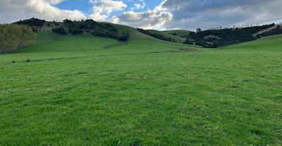 Clean looking paddocks requiring only a spot spray follow up in Summer to complete the 3 step programme and achieve complete control.