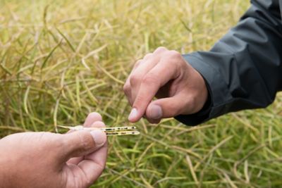 Social_Facebook-Oilseed-rape_Germany_2019