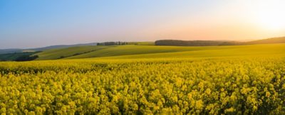 Social_Facebook-PT303 for January Arable Update